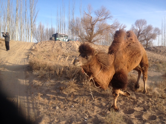 Mit den Kamelen spielen und Mr.Wang filmt fleißig