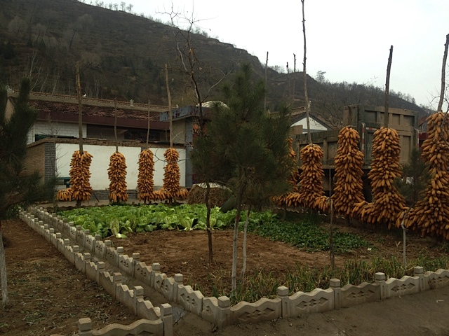 Bananenbäume? Nein, natürlich Maiskolben.