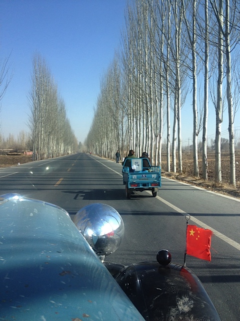 Ich liebe diese Popbäume. Sein werden überall angepflanzt, um den Wind abzuhalten, sie wachsen sehr schnell